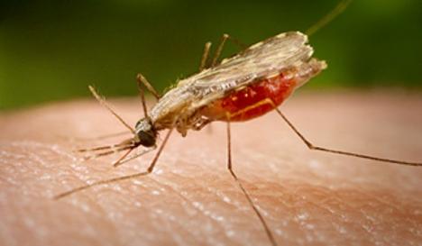 Înţepăturile de ţânţari şi virusul West Nile 